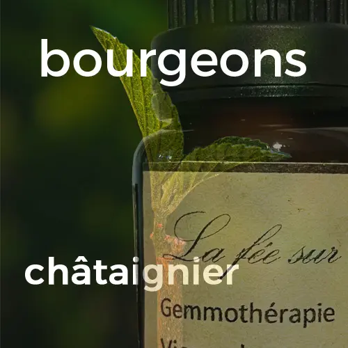 Bourgeon de châtaignier