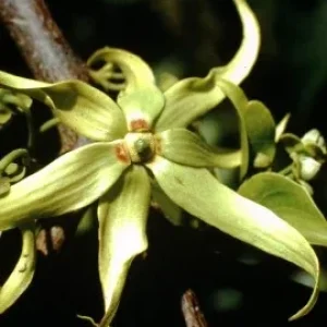 YLANG-YLANG COMPLÈTE BIO 10 ML