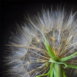 Allergies et aromathérapie